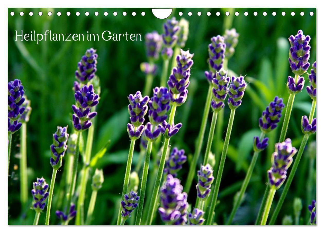 Cover: 9783383628979 | Heilpflanzen im Garten (Wandkalender 2024 DIN A4 quer), CALVENDO...