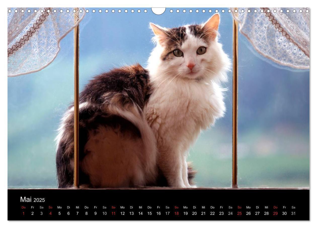 Bild: 9783435821259 | Katzen (Wandkalender 2025 DIN A3 quer), CALVENDO Monatskalender | 2025