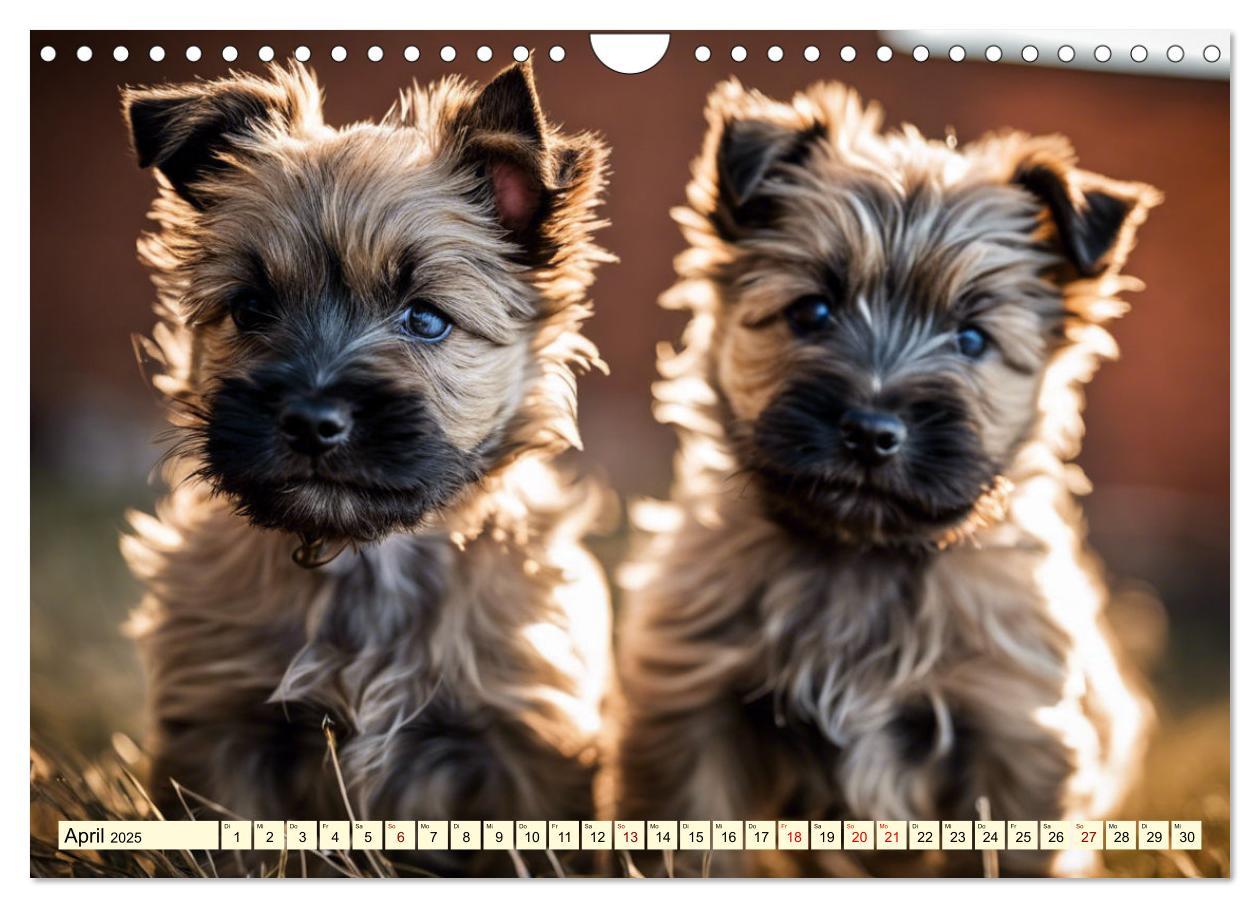 Bild: 9783435408429 | Cairn Terrier - lustiges Raubein aus Schottland (Wandkalender 2025...