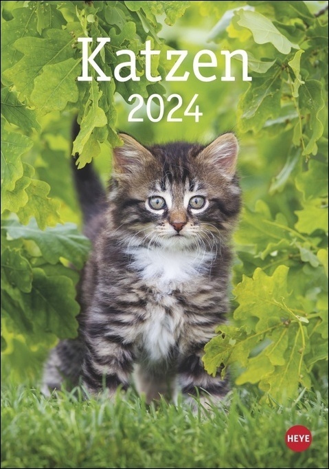 Cover: 9783756402151 | Katzen Kalender 2024. Die beliebten Samtpfoten in einem...