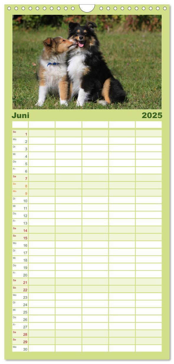 Bild: 9783457118955 | Familienplaner 2025 - Shelties 2025 mit 5 Spalten (Wandkalender, 21...