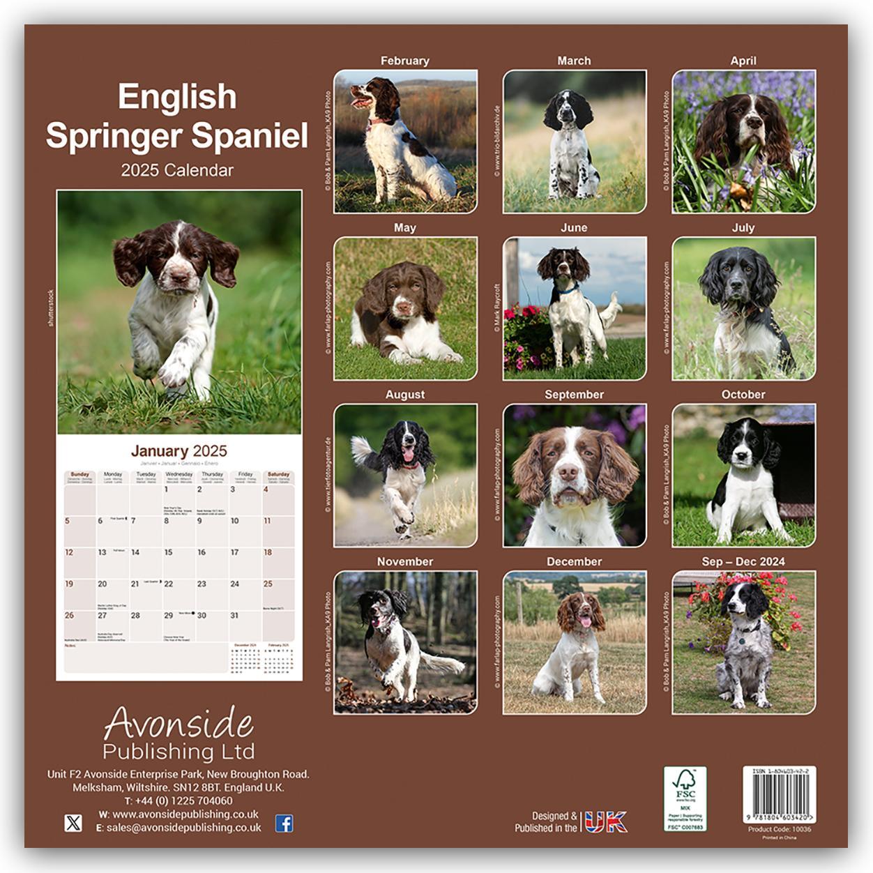 Rückseite: 9781804603420 | English Springer Spaniels 2025 - 16-Monatskalender | Ltd | Kalender