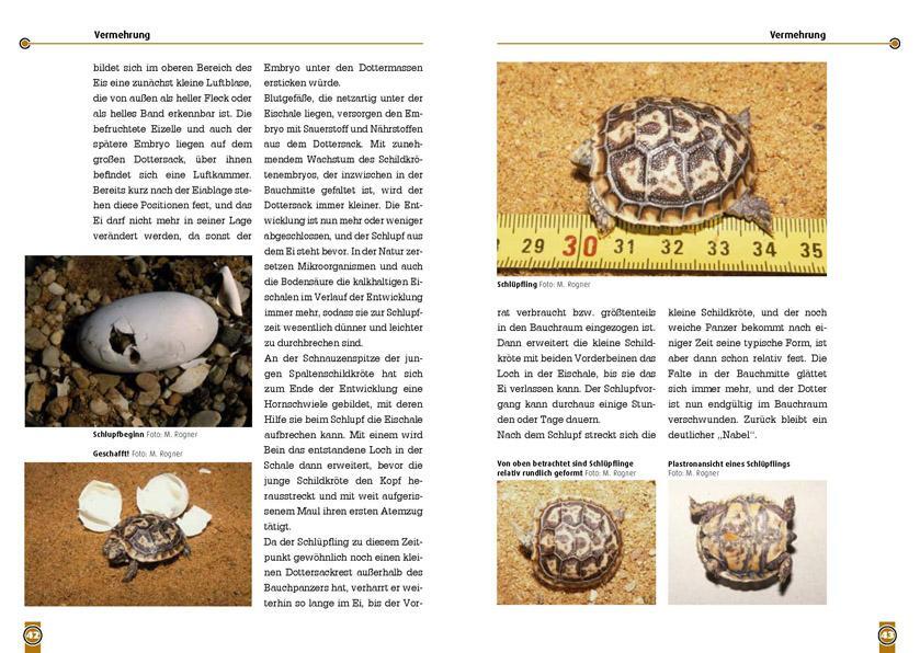 Bild: 9783866591837 | Die Spaltenschildkröte | Malacochersus Tornieri | Manfred Rogner