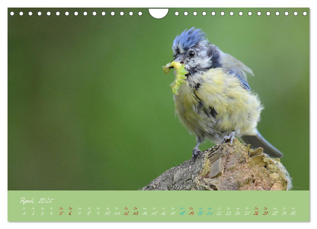 Bild: 9783435260041 | Die Blaumeise, Gast in unserem Garten (Wandkalender 2025 DIN A4...