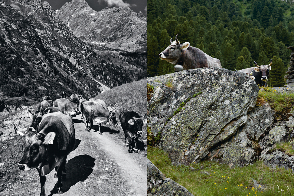 Bild: 9783710602504 | Grauvieh Tirol | Das Tier, die Region, der Mythos | Raphael Kuen