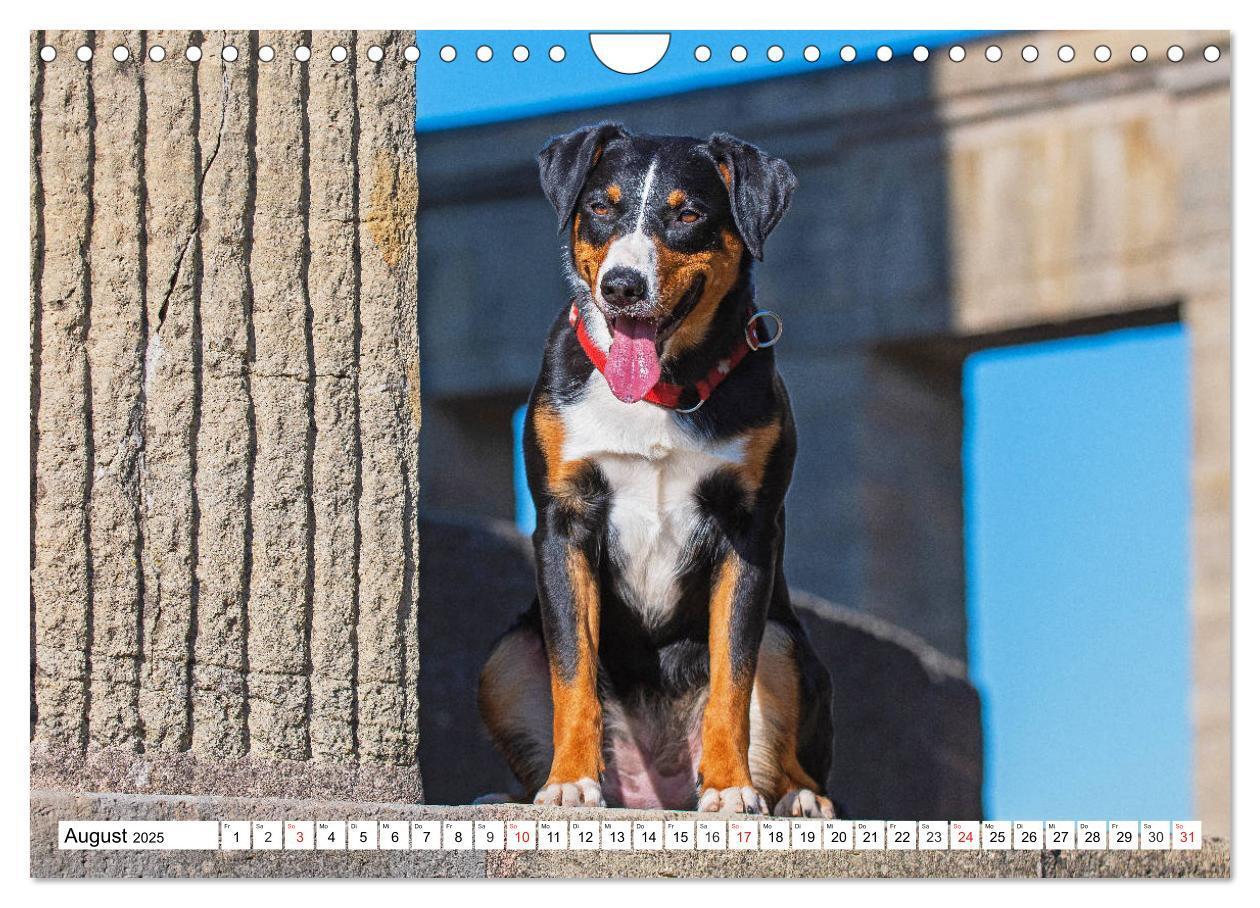 Bild: 9783435112890 | Appenzeller Sennenhund - Ein Schweizer auf 4 Pfoten (Wandkalender...