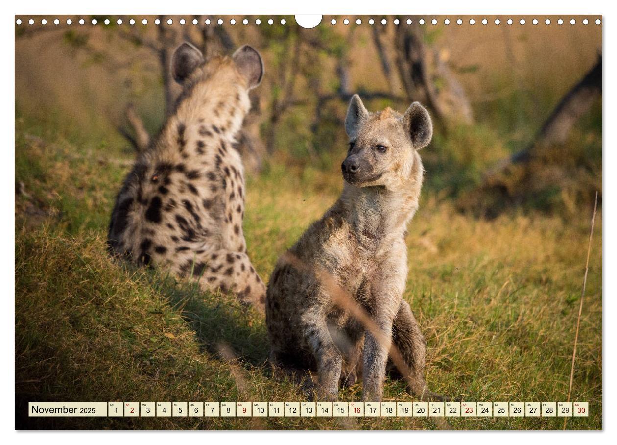 Bild: 9783435419074 | Afrika. Botswanas wundervolle Tierwelt (Wandkalender 2025 DIN A3...