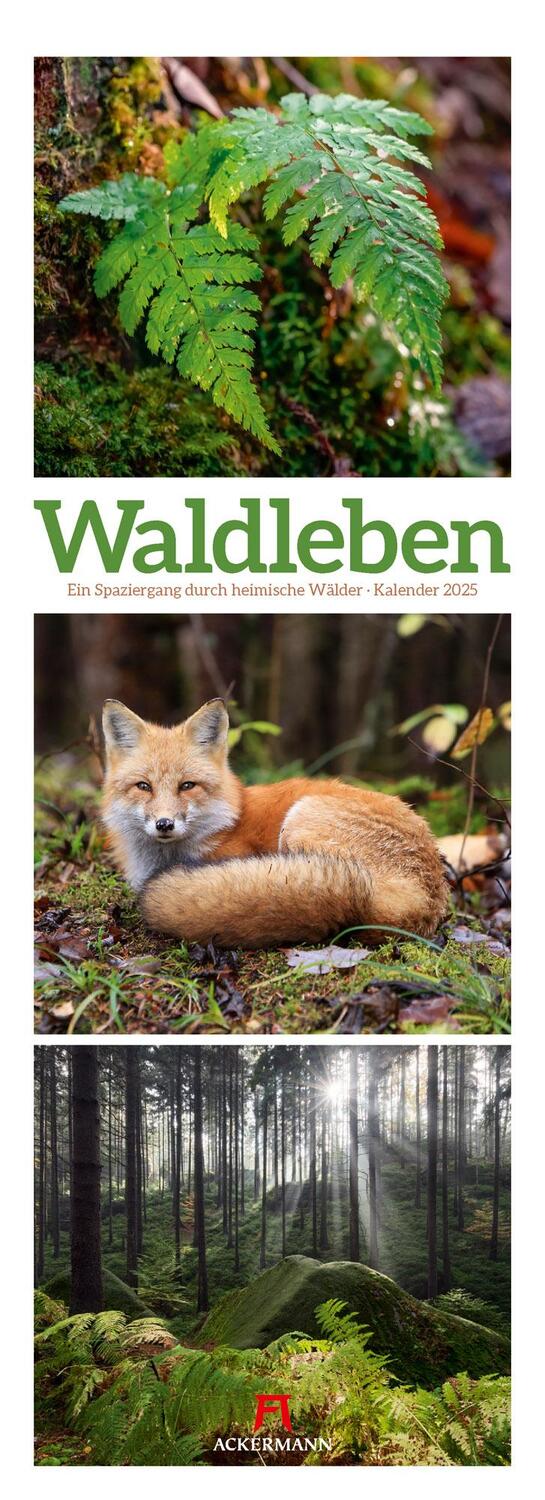 Cover: 9783838425368 | Waldleben - Ein Spaziergang durch heimische Wälder Triplet-Kalender...