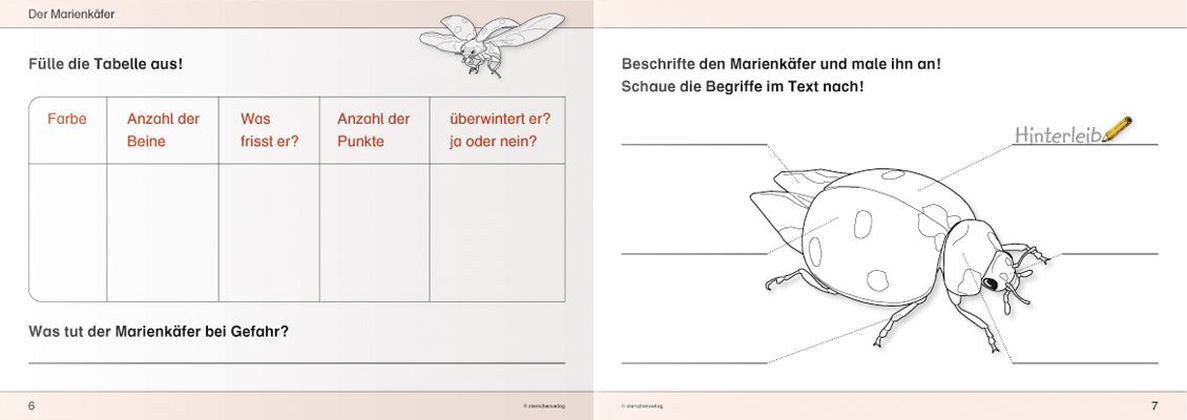 Bild: 9783939293194 | Ich kenne Insekten und Spinnen - Schülerarbeitsheft für die 2. bis...