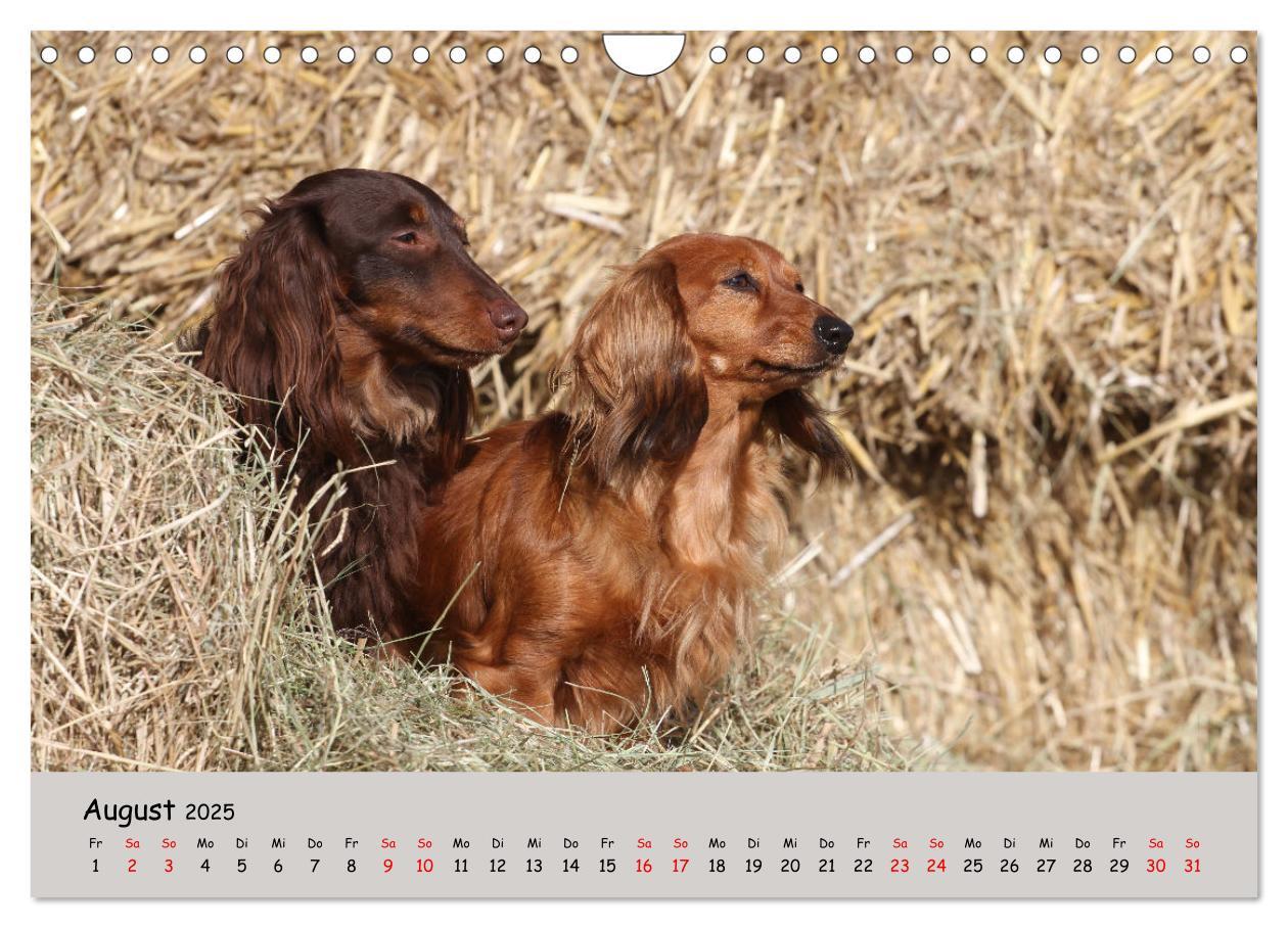 Bild: 9783383865374 | Zwergdackel von Kadi (Wandkalender 2025 DIN A4 quer), CALVENDO...