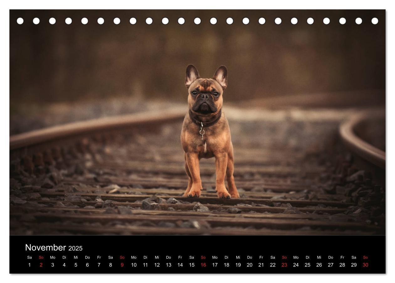 Bild: 9783435298372 | French Bulldog aktiv, verspielt, sportlich (Tischkalender 2025 DIN...