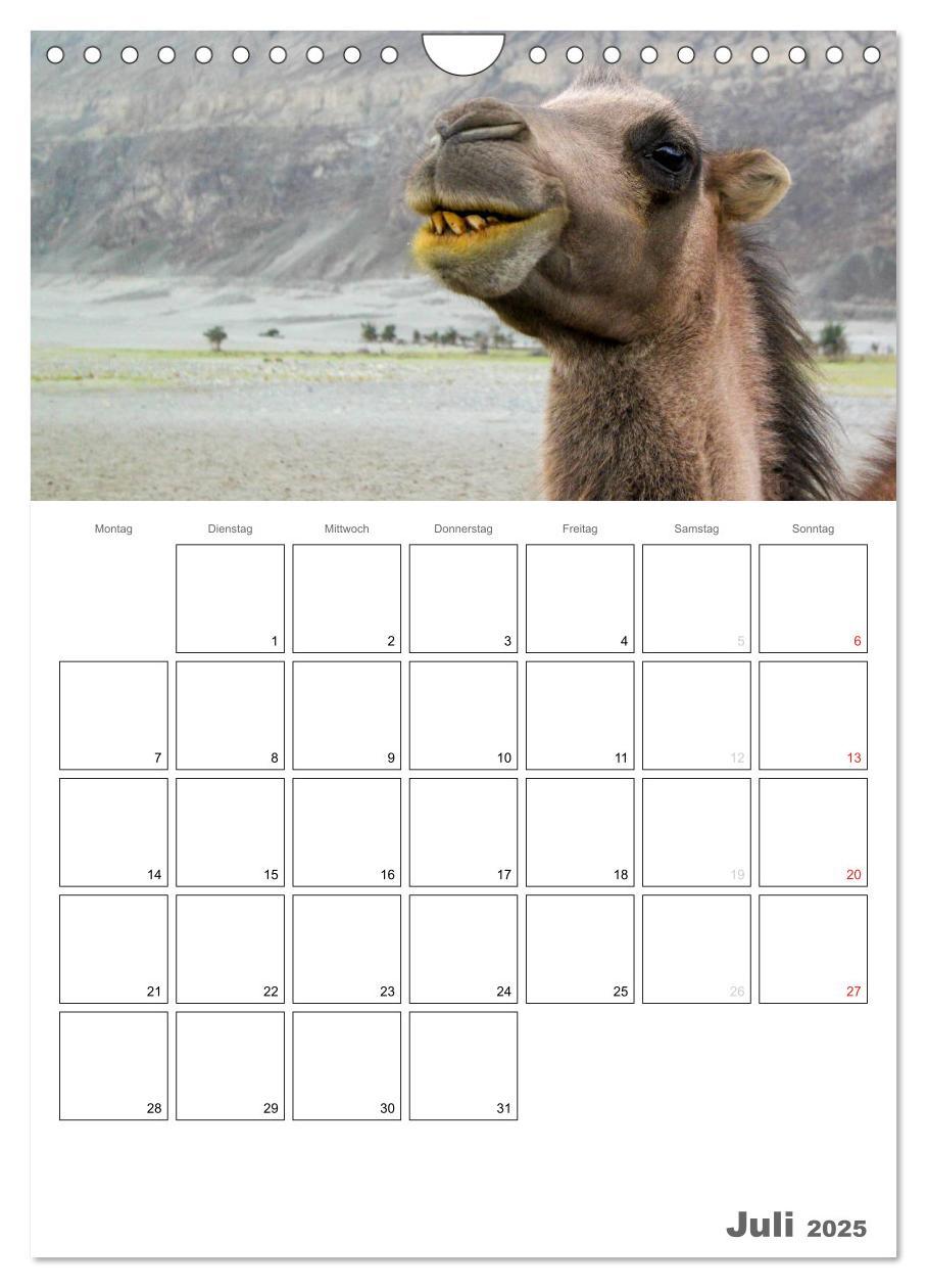 Bild: 9783457023358 | Kamel Porträt (Wandkalender 2025 DIN A4 hoch), CALVENDO Monatskalender