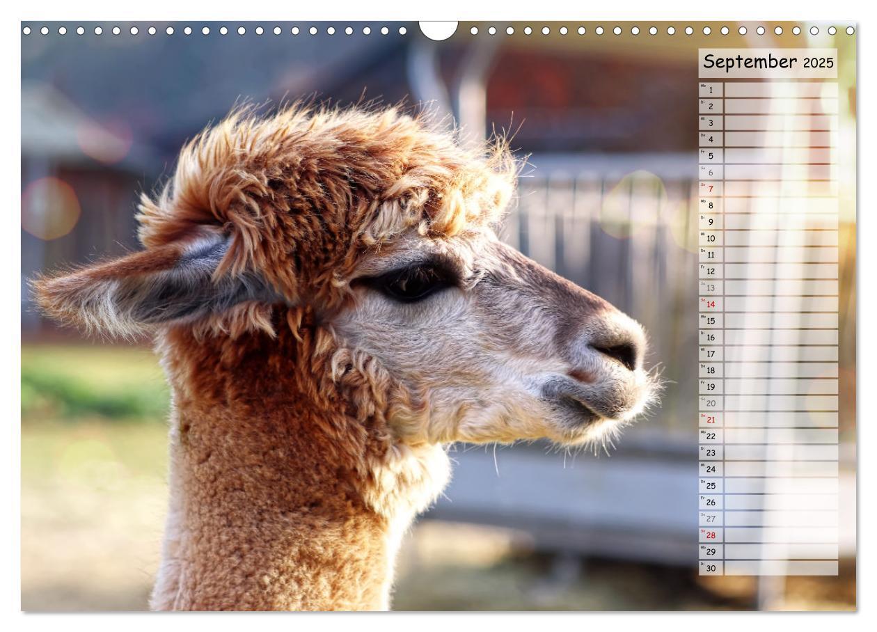 Bild: 9783383983573 | Alpaka, coole Typen mit wilden Frisuren (Wandkalender 2025 DIN A3...