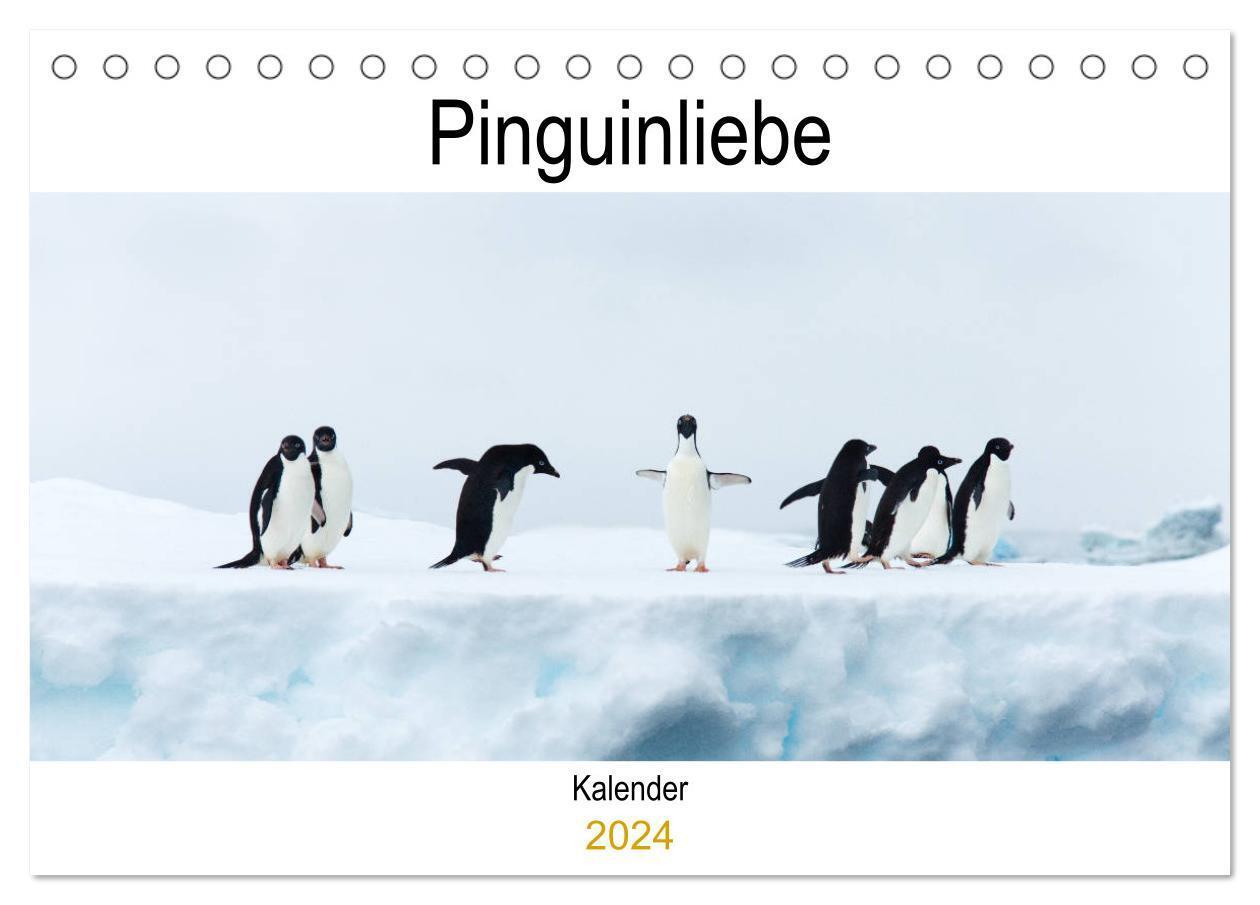Cover: 9783675852013 | Pinguinliebe (Tischkalender 2024 DIN A5 quer), CALVENDO Monatskalender