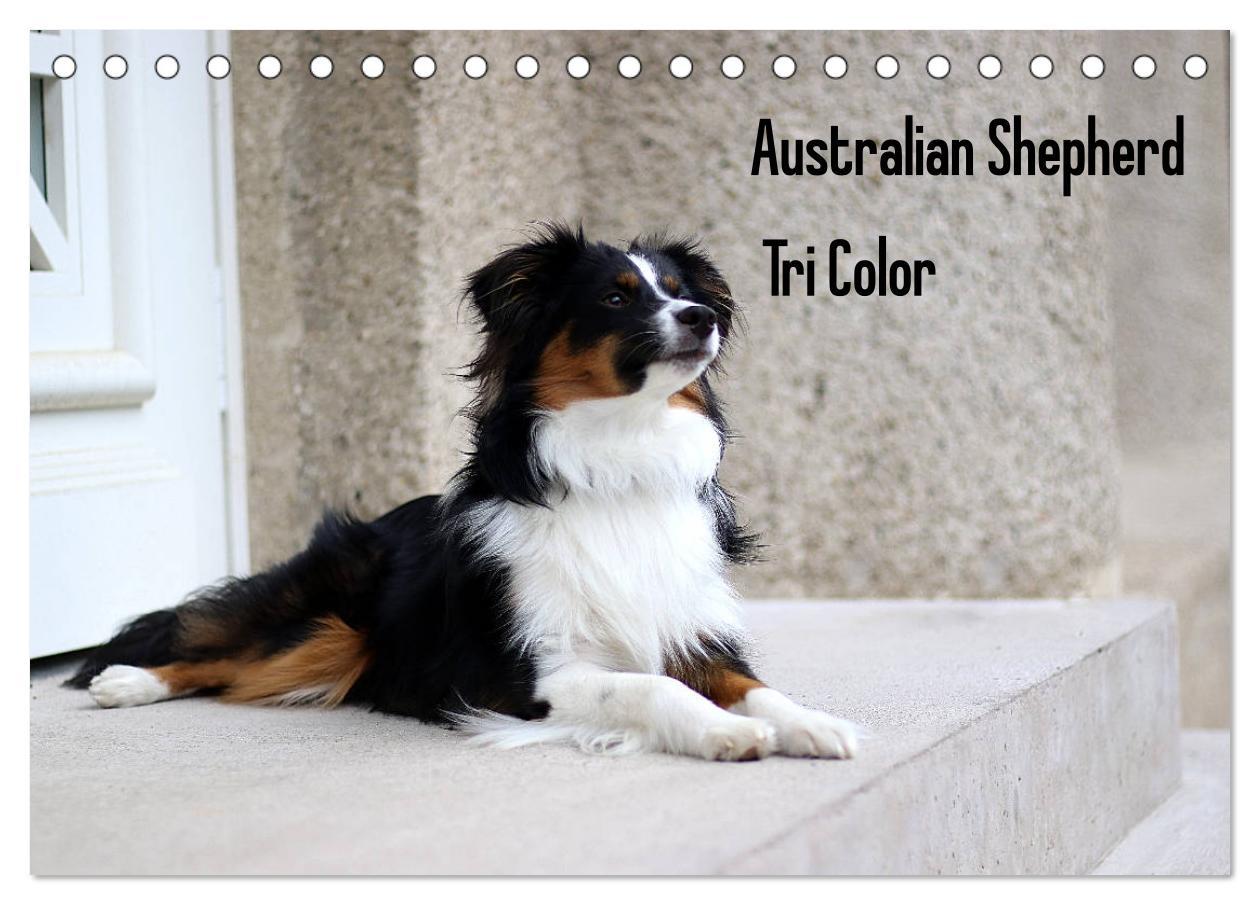 Cover: 9783435185153 | Australian Shepherd Tri Color (Tischkalender 2025 DIN A5 quer),...