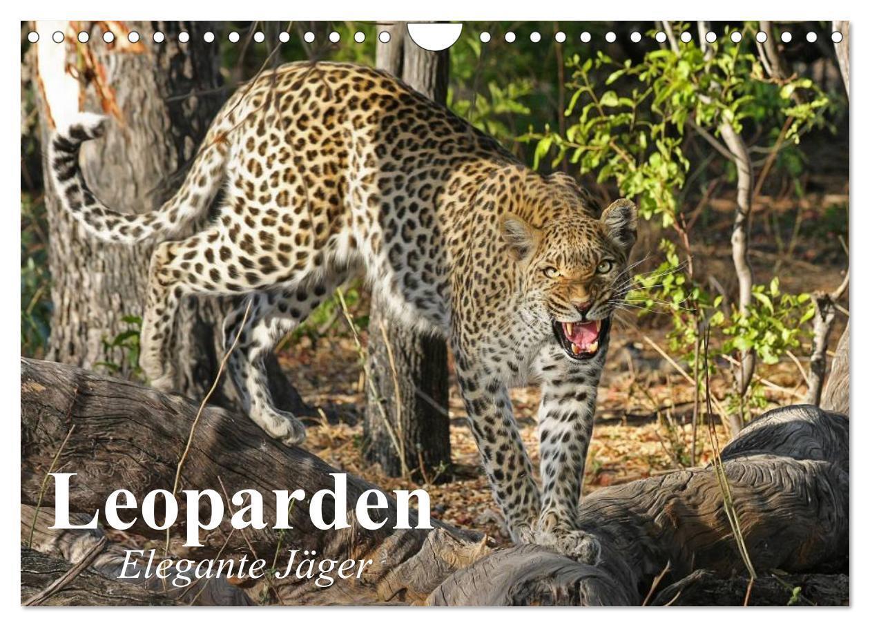 Cover: 9783383389238 | Leoparden. Elegante Jäger (Wandkalender 2024 DIN A4 quer), CALVENDO...