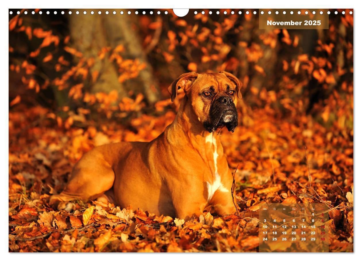 Bild: 9783435179558 | Einmal Boxer - immer Boxer (Wandkalender 2025 DIN A3 quer),...