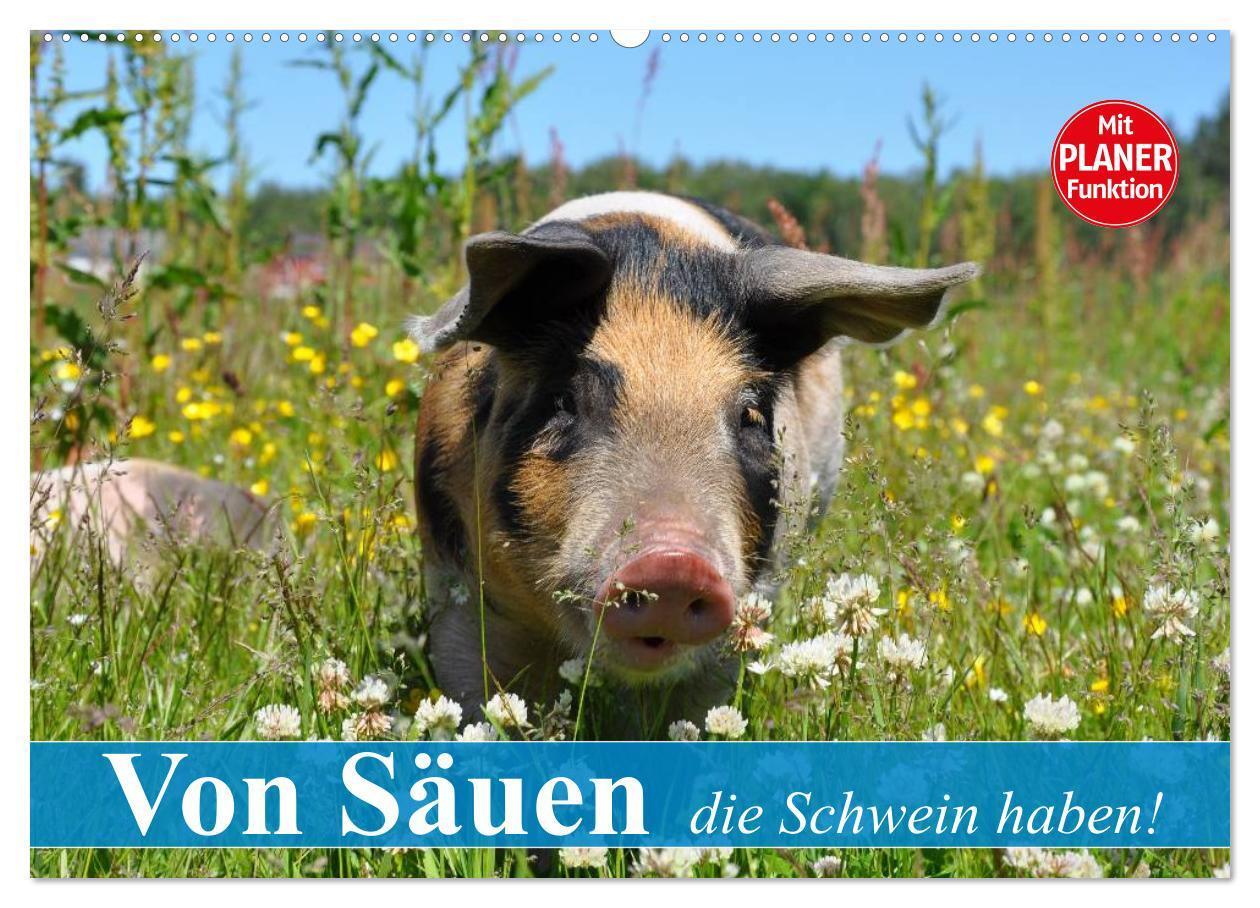 Cover: 9783383313738 | Von Säuen die Schwein haben! (Wandkalender 2024 DIN A2 quer),...