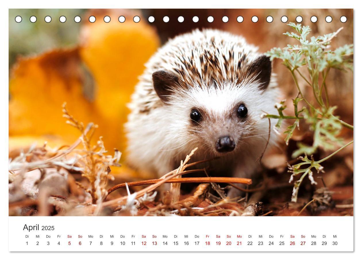 Bild: 9783383940613 | Igel - Niedliche kleine Stachelritter (Tischkalender 2025 DIN A5...