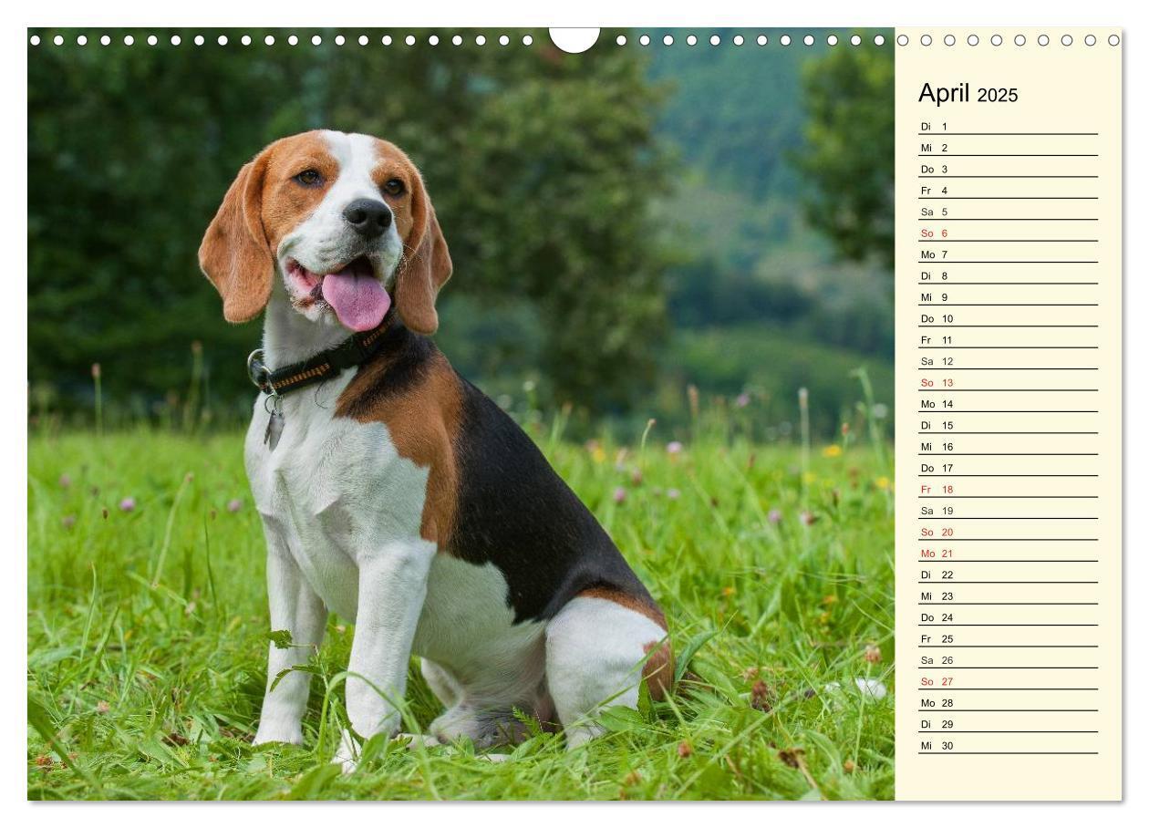 Bild: 9783435541287 | Beagle - Herz auf 4 Pfoten (Wandkalender 2025 DIN A3 quer),...