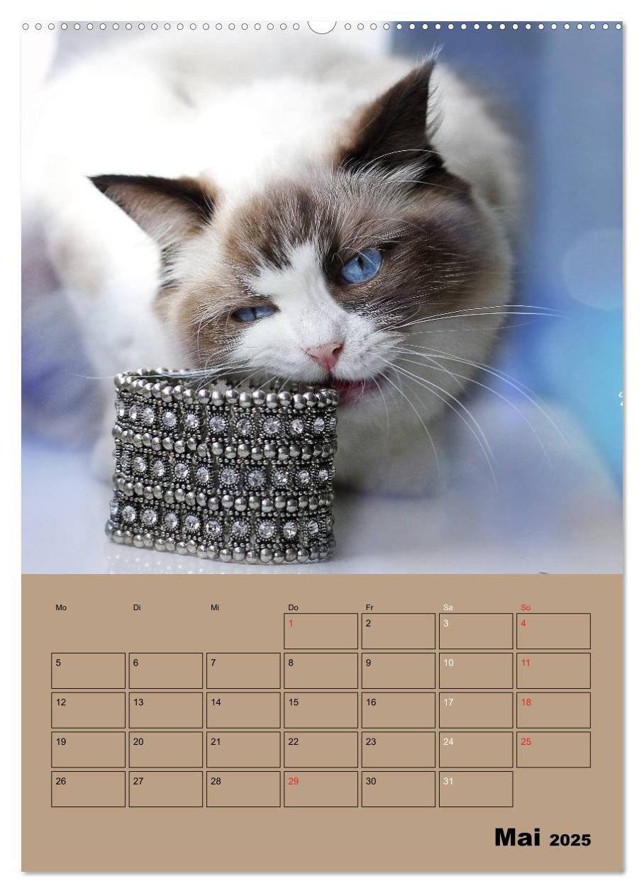 Bild: 9783457012505 | Ragdolls zum Verlieben (Wandkalender 2025 DIN A2 hoch), CALVENDO...