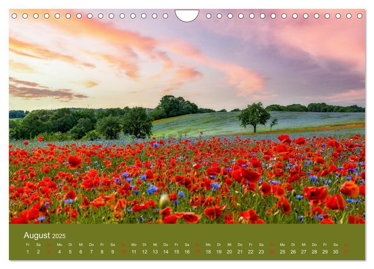 Bild: 9783435122967 | Mohnblumen Romantik (Wandkalender 2025 DIN A4 quer), CALVENDO...