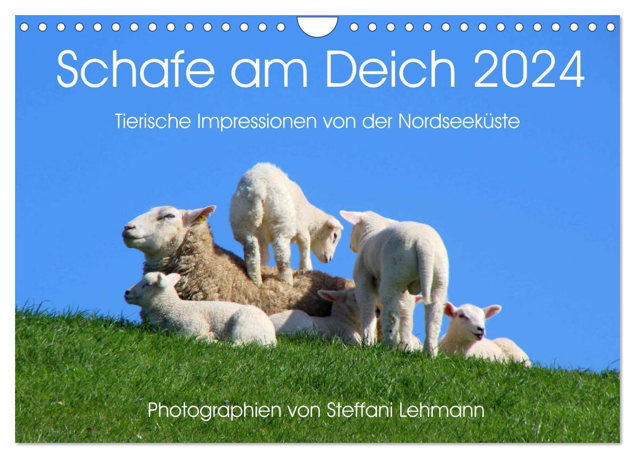 Cover: 9783383440755 | Schafe am Deich 2024. Tierische Impressionen von der Nordseeküste...