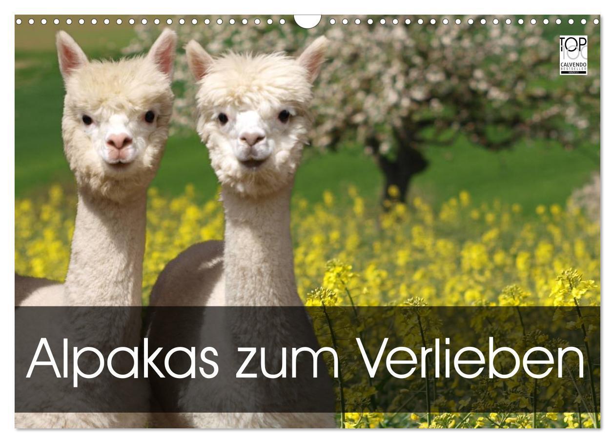 Cover: 9783435562275 | Alpakas zum Verlieben (Wandkalender 2025 DIN A3 quer), CALVENDO...