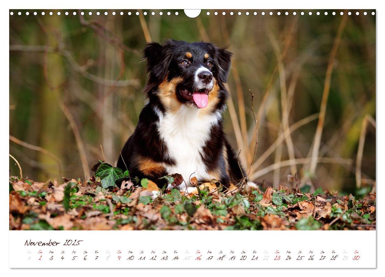 Bild: 9783435809196 | Wunderbare Australian Shepherds (Wandkalender 2025 DIN A3 quer),...