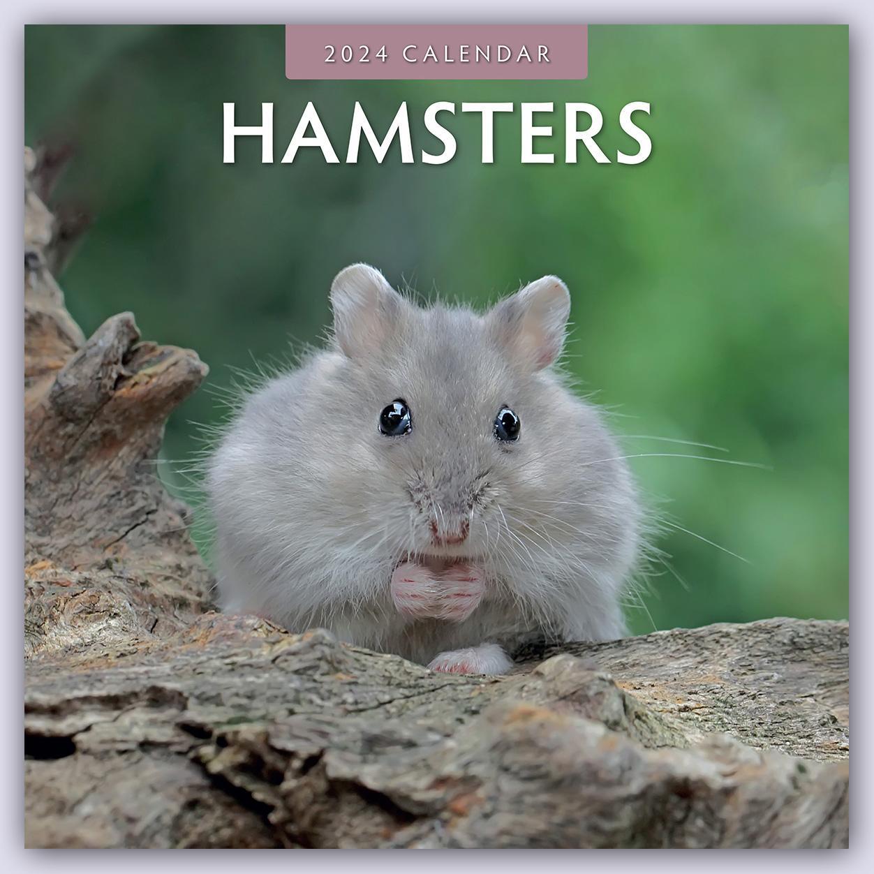 Cover: 9781804421307 | Hamsters 2024 Square Wall Calendar | Red Robin Publishing Ltd. | Buch