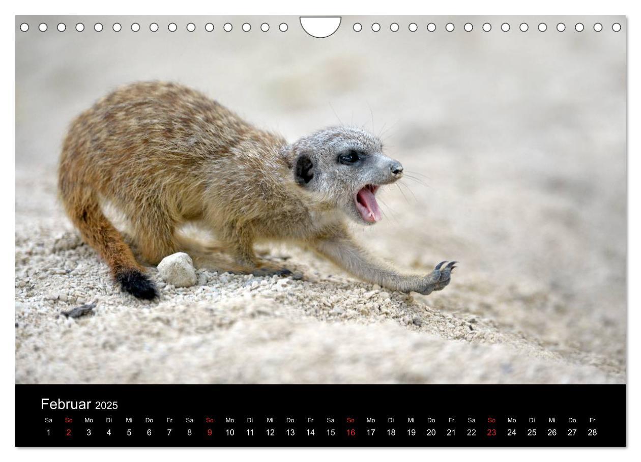 Bild: 9783435782451 | Lustige Erdmännchen (Wandkalender 2025 DIN A4 quer), CALVENDO...