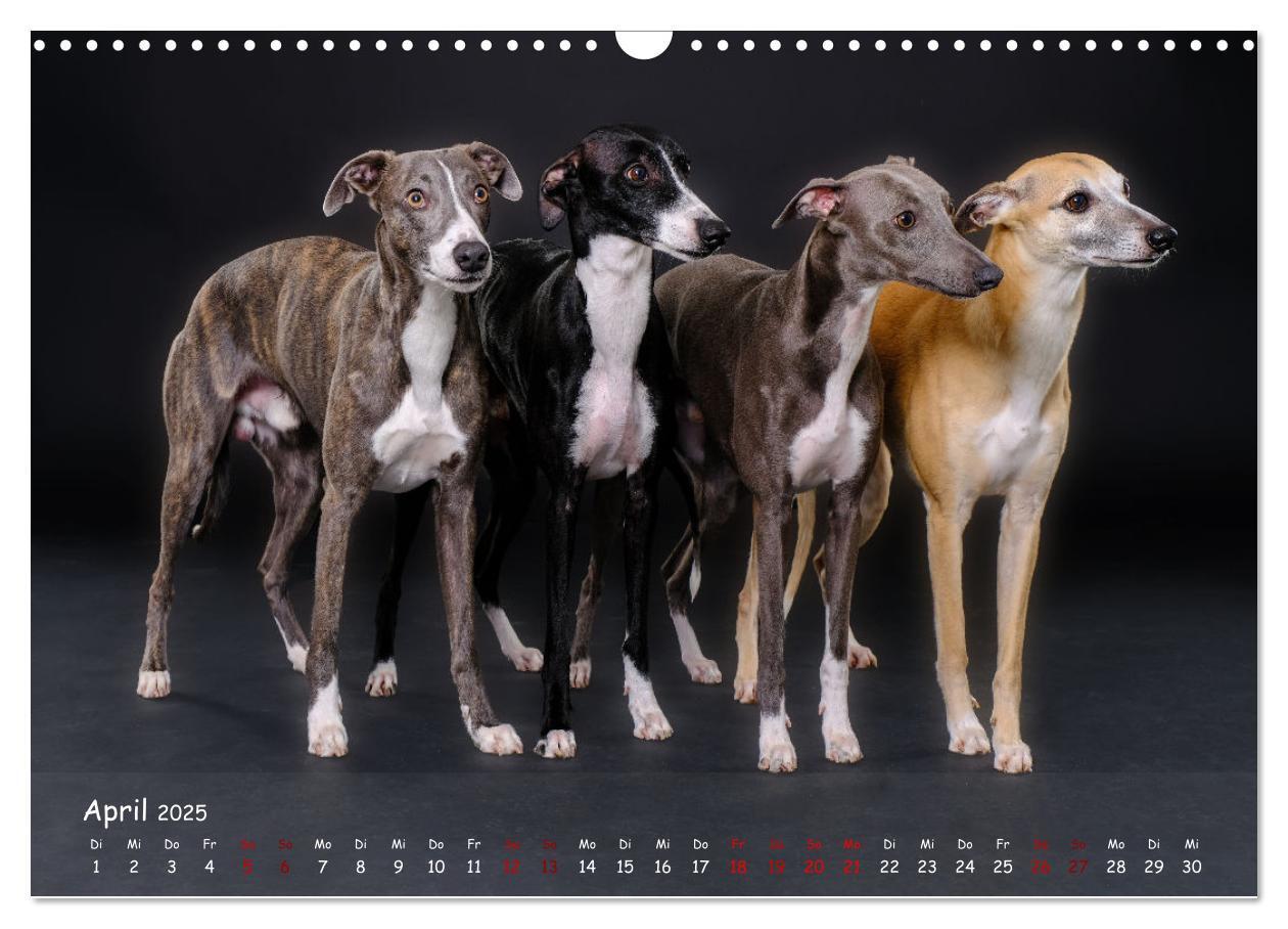 Bild: 9783383889783 | Whippets - Seelenhunde fürs Leben (Wandkalender 2025 DIN A3 quer),...