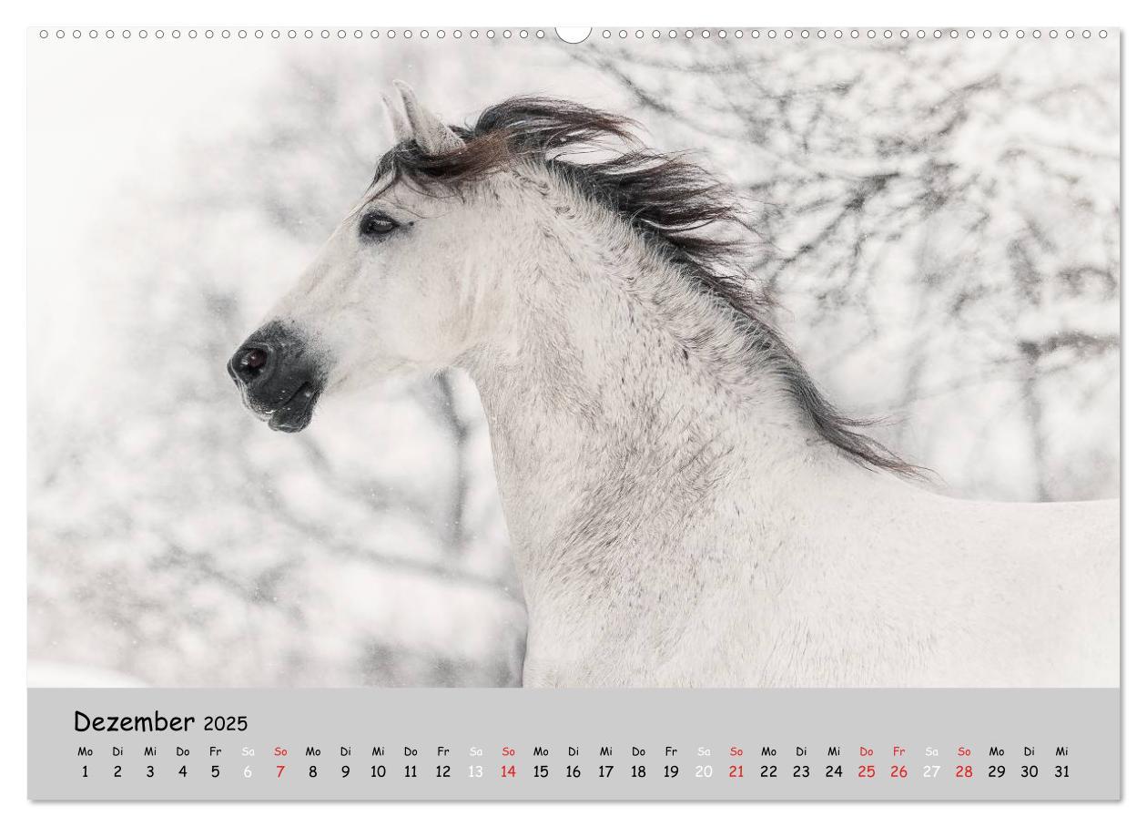 Bild: 9783435563074 | Pferde - Anmut und Stärke gepaart mit Magie (Wandkalender 2025 DIN...