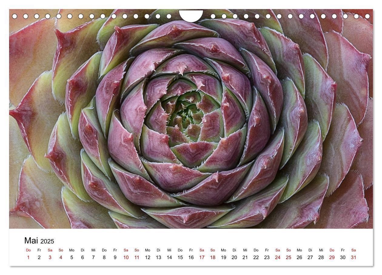 Bild: 9783435292066 | Sukkulenten Galerie (Wandkalender 2025 DIN A4 quer), CALVENDO...