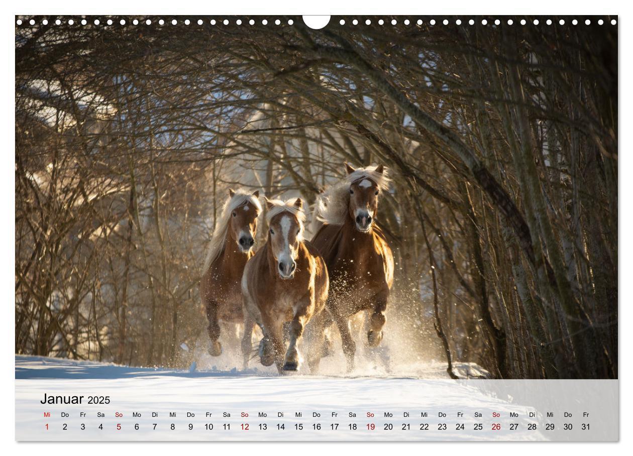 Bild: 9783435104772 | Pferde 2025 Kraft und Anmut (Wandkalender 2025 DIN A3 quer),...