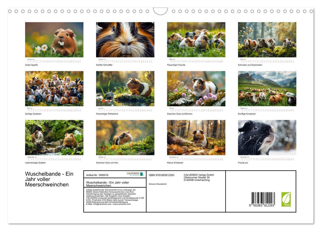 Bild: 9783383812293 | Wuschelbande - Ein Jahr voller Meerschweinchen (Wandkalender 2025...