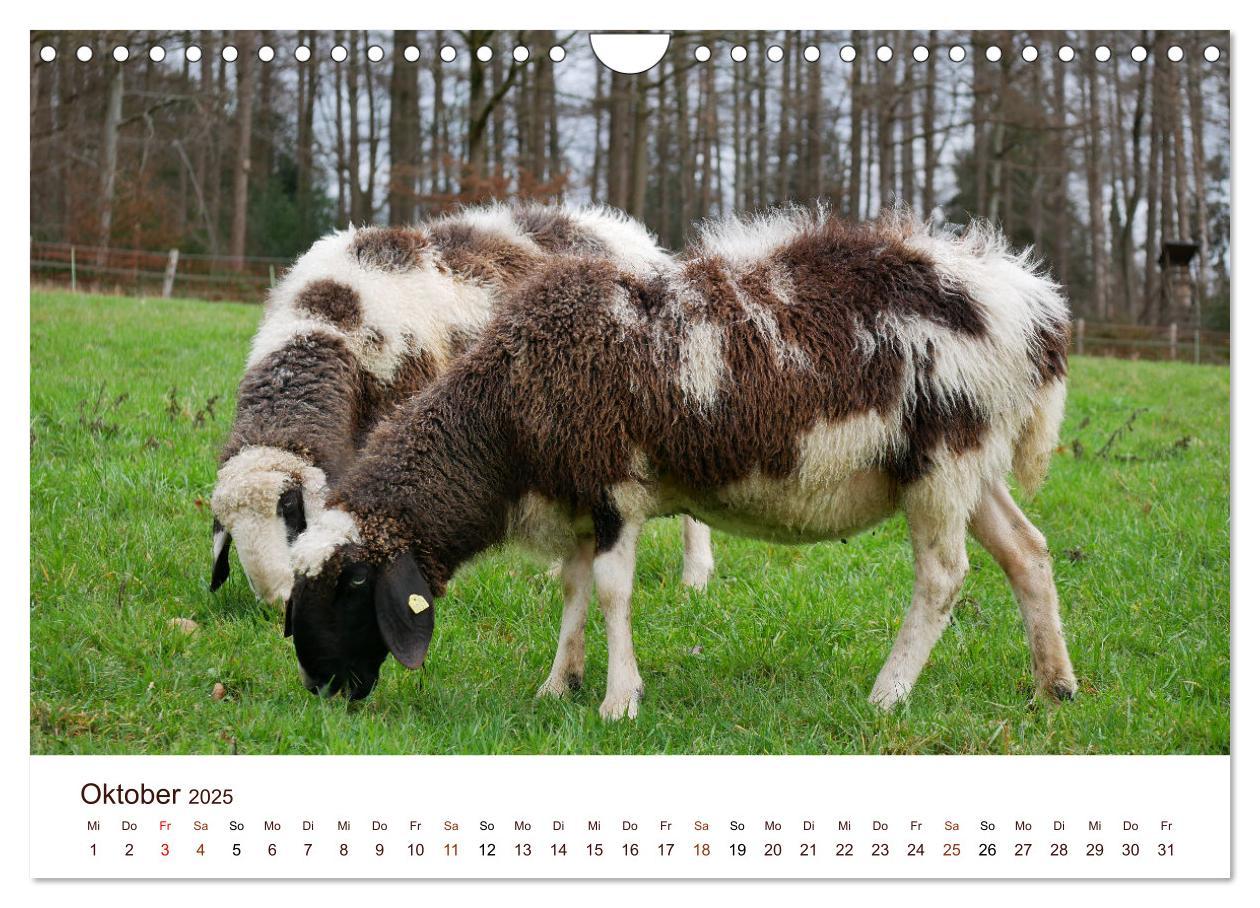 Bild: 9783435172689 | Schöne Schafe (Wandkalender 2025 DIN A4 quer), CALVENDO Monatskalender