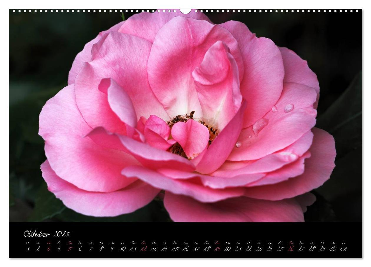 Bild: 9783435658688 | Rosen Romanze - Visuelle Musik (Wandkalender 2025 DIN A2 quer),...