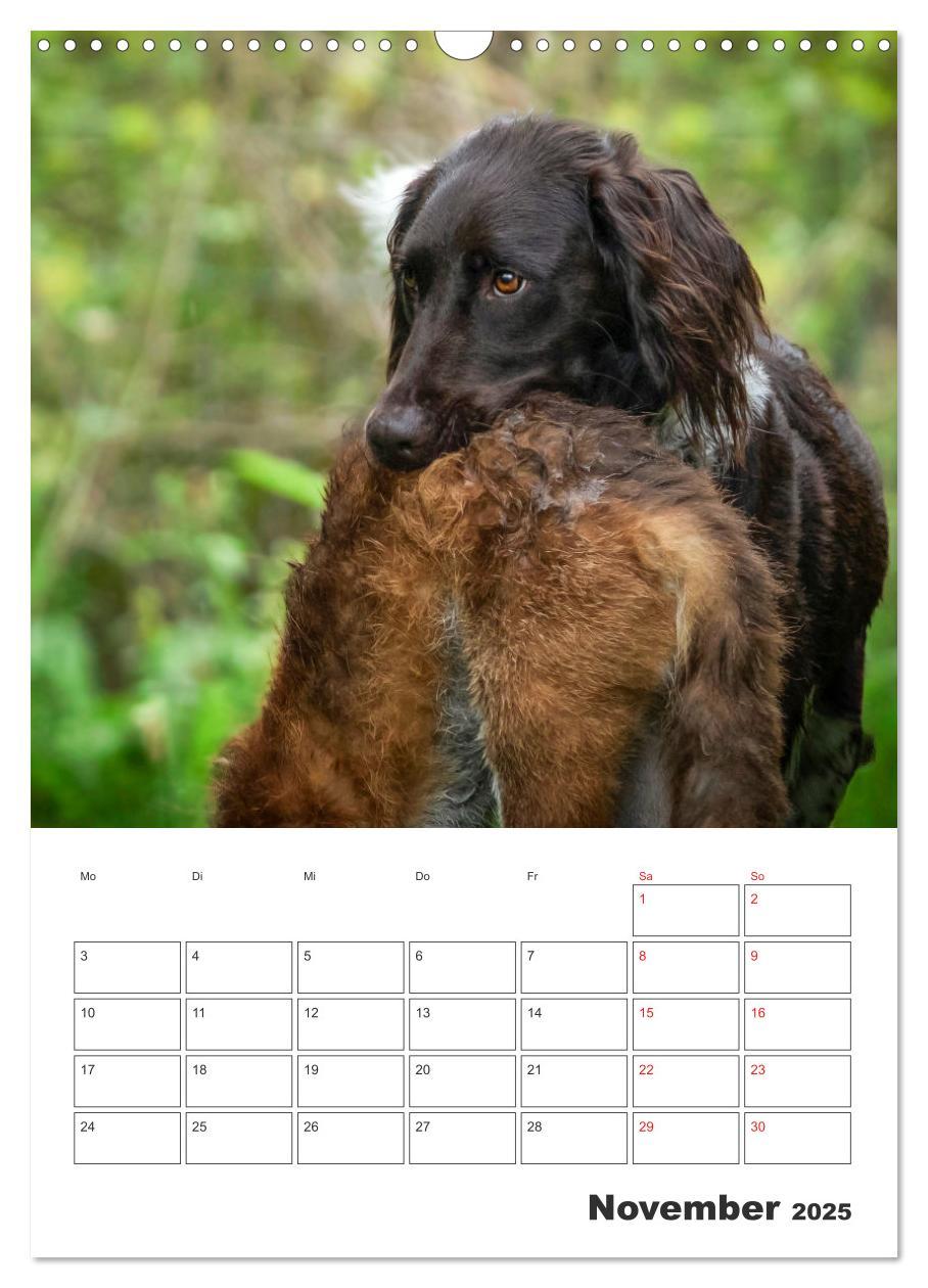 Bild: 9783457163399 | Geboren um zu Jagen. Der kleine Münsterländer (Wandkalender 2025...