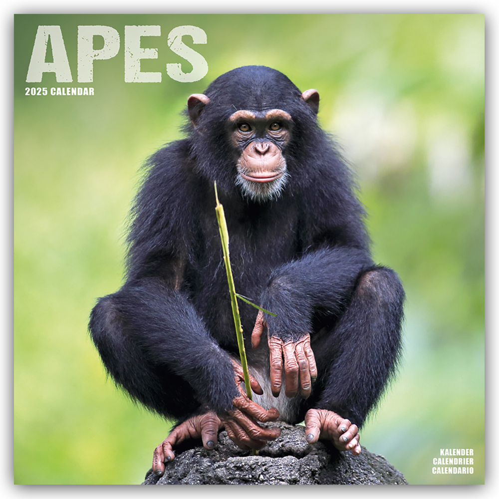 Cover: 9781804604182 | Apes - Affen 2025 - 16-Monatskalender | Avonside Publishing Ltd | 2025