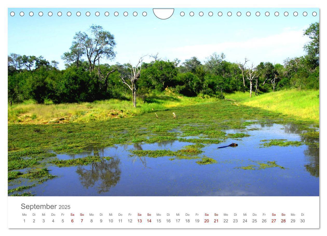 Bild: 9783435233694 | Safari / Afrika (Wandkalender 2025 DIN A4 quer), CALVENDO...