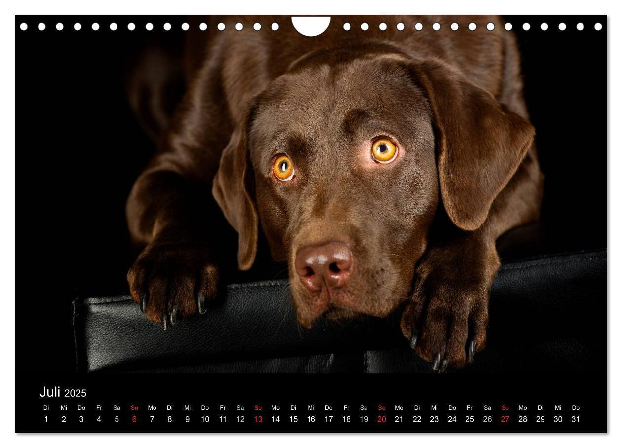 Bild: 9783435742691 | Dogs (Wandkalender 2025 DIN A4 quer), CALVENDO Monatskalender | Noack