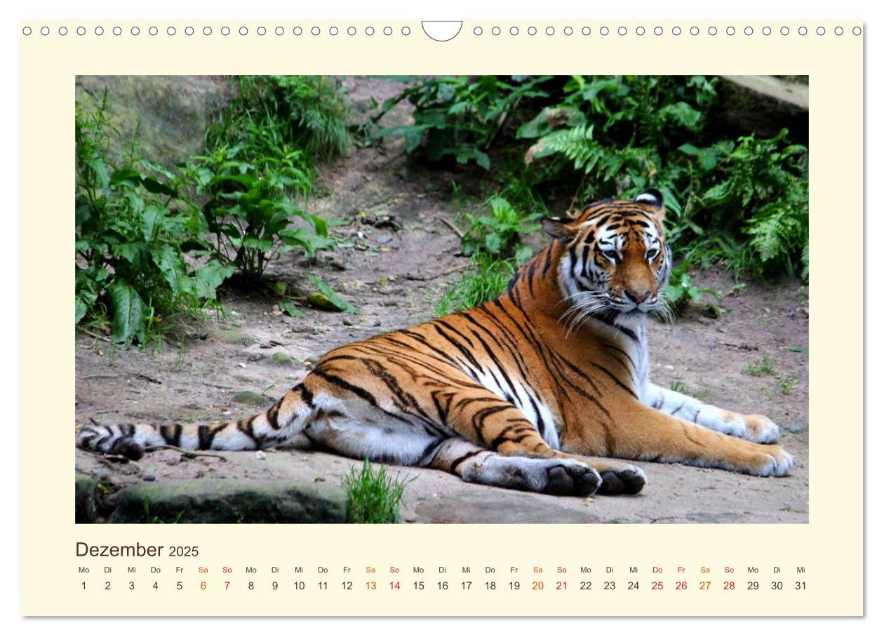 Bild: 9783435449033 | Sibirische Tigerportraits (Wandkalender 2025 DIN A3 quer), CALVENDO...