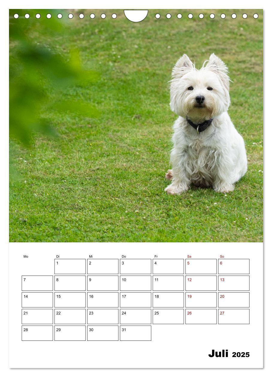 Bild: 9783435888276 | West Highland White Terrier - Herzensbrecher auf vier Pfoten...