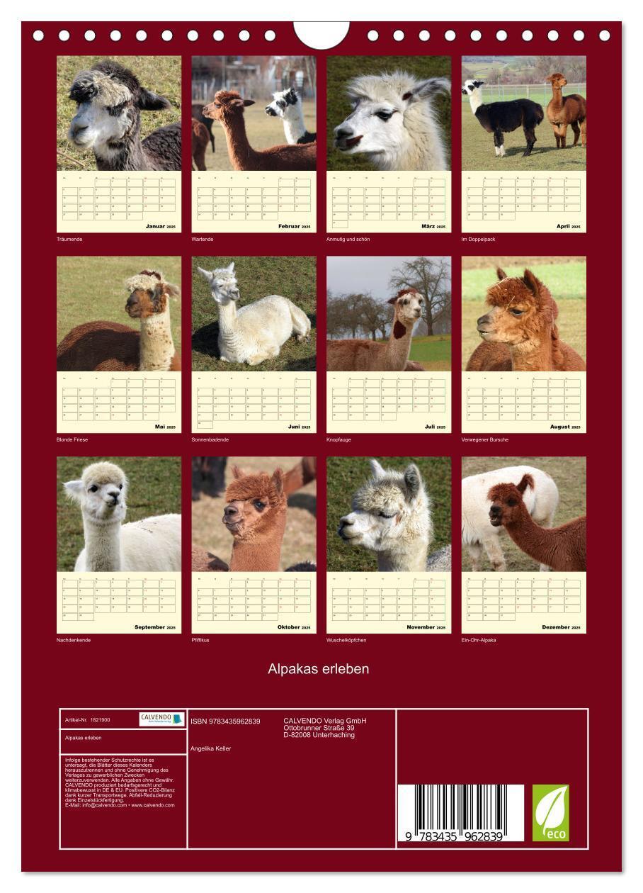 Bild: 9783435962839 | Alpakas erleben (Wandkalender 2025 DIN A4 hoch), CALVENDO...