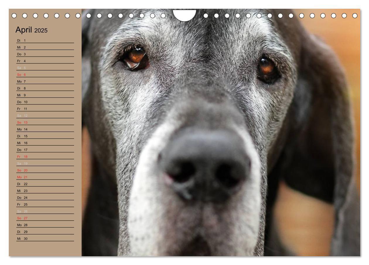 Bild: 9783435492305 | Deutsche Doggen - Sanfte Riesen (Wandkalender 2025 DIN A4 quer),...