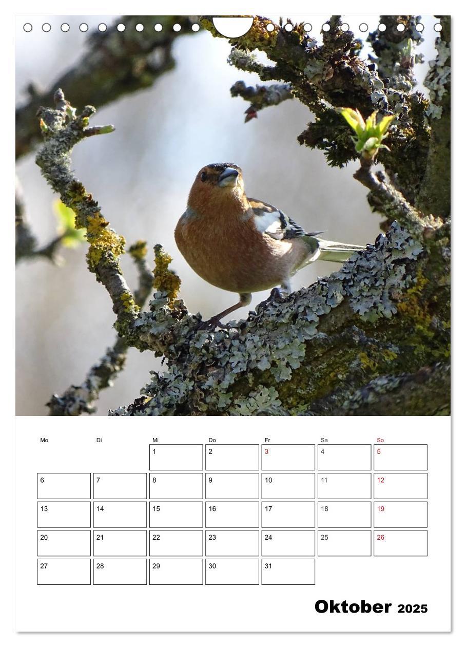 Bild: 9783457042380 | Amsel, Drossel, Fink und Star - beobachtet (Wandkalender 2025 DIN...