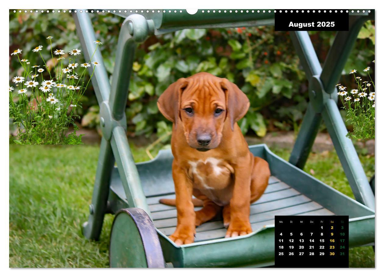 Bild: 9783383889677 | Rhodesian Ridgeback, Charmante Herzensbrecher (hochwertiger Premium...