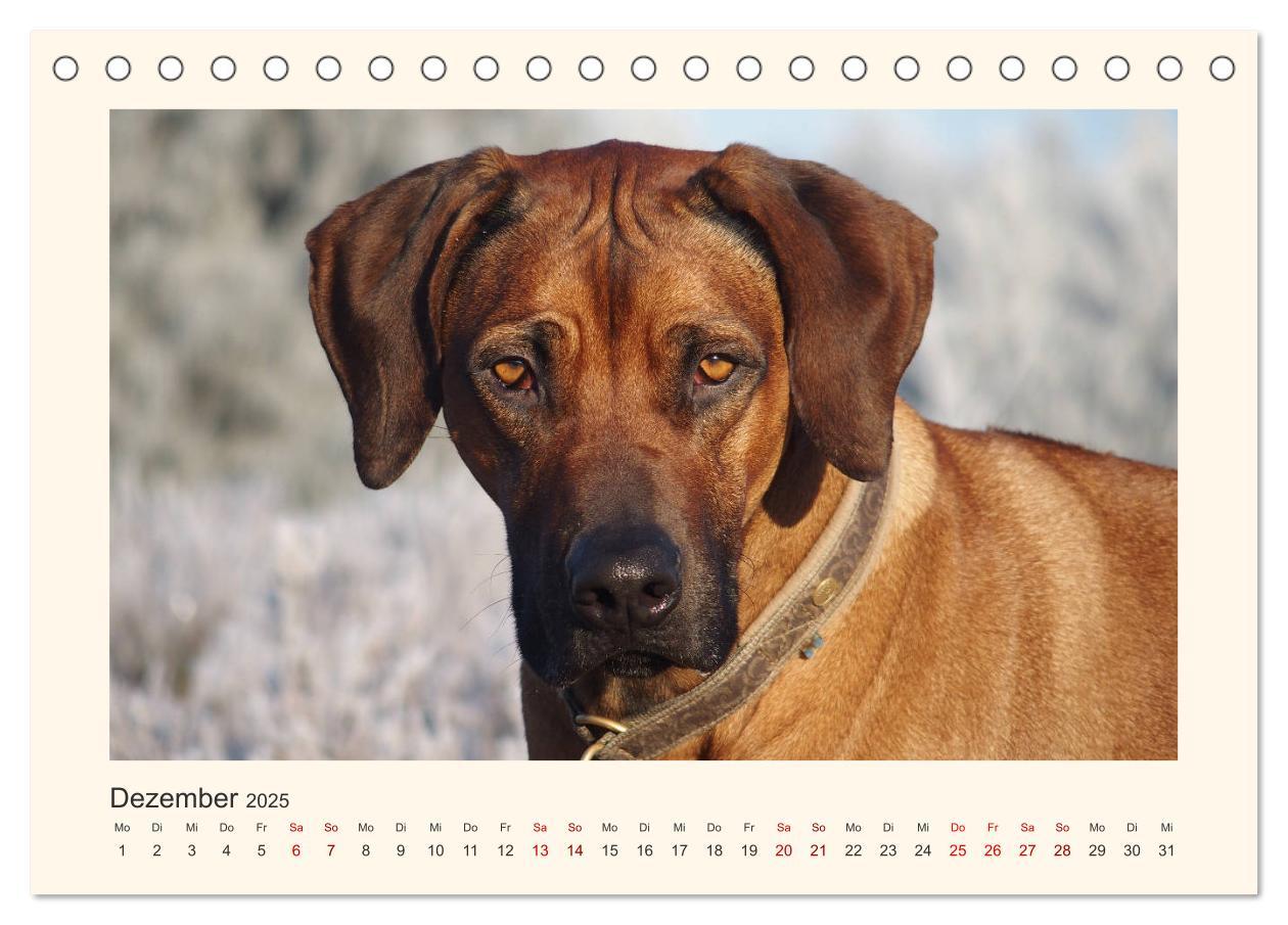 Bild: 9783435352623 | Rhodesian Ridgeback Power aus Südafrika (Tischkalender 2025 DIN A5...