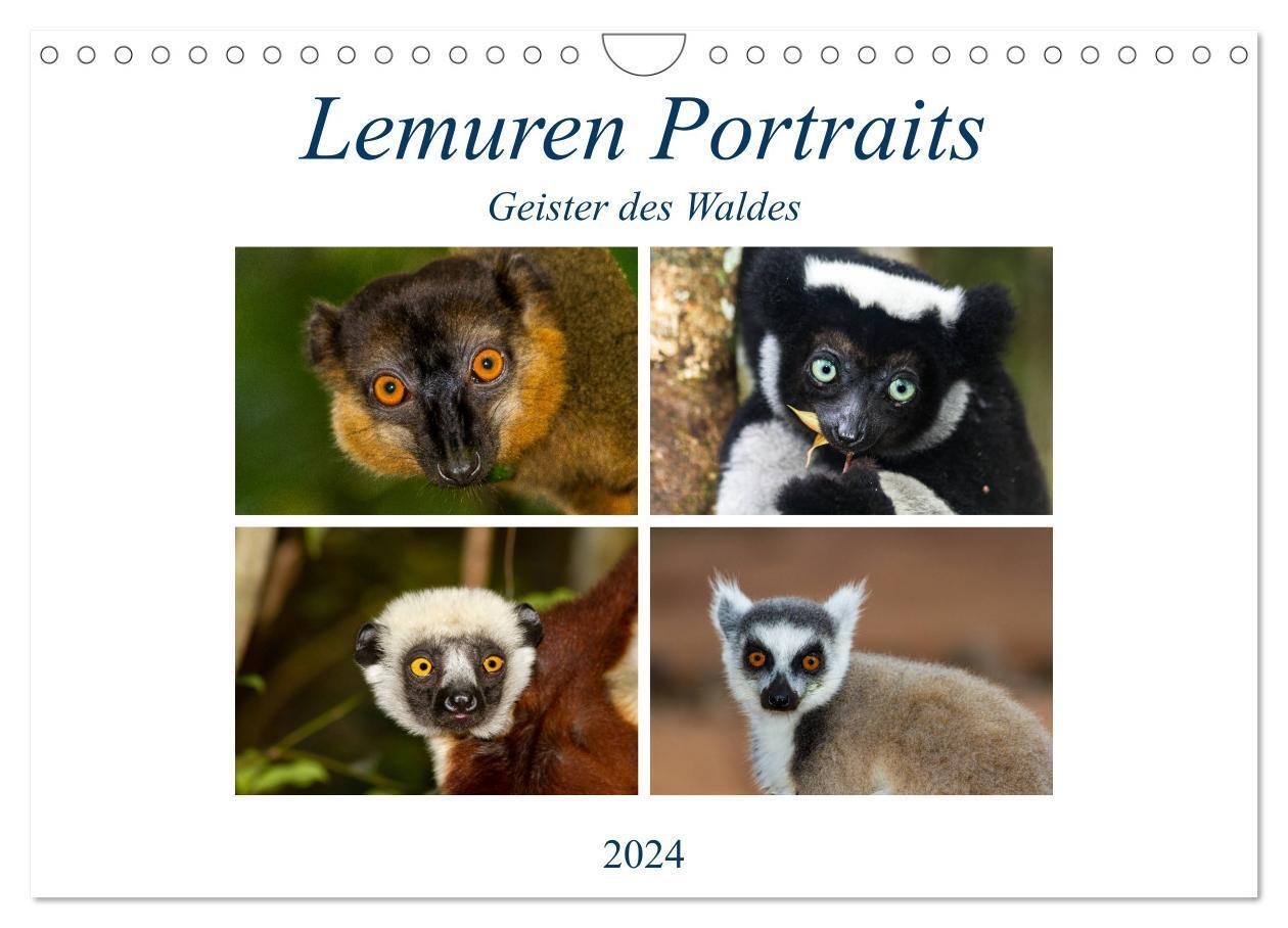 Cover: 9783383178115 | Lemuren Portraits (Wandkalender 2024 DIN A4 quer), CALVENDO...